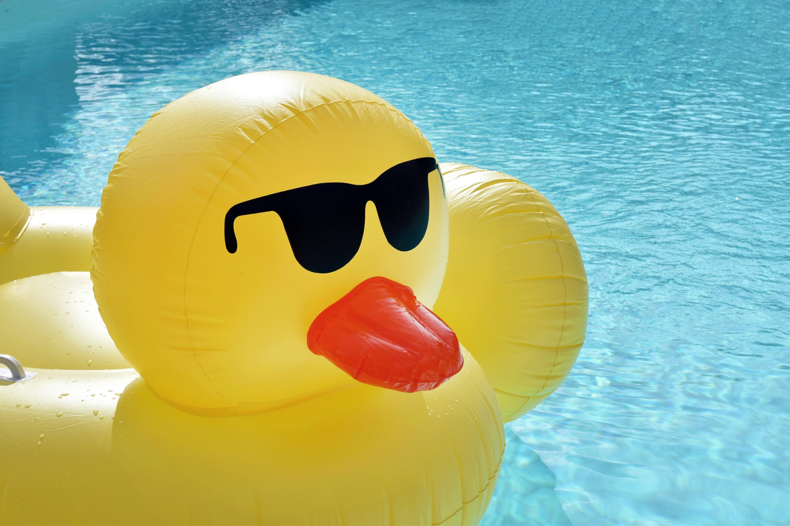 Duck float in pool