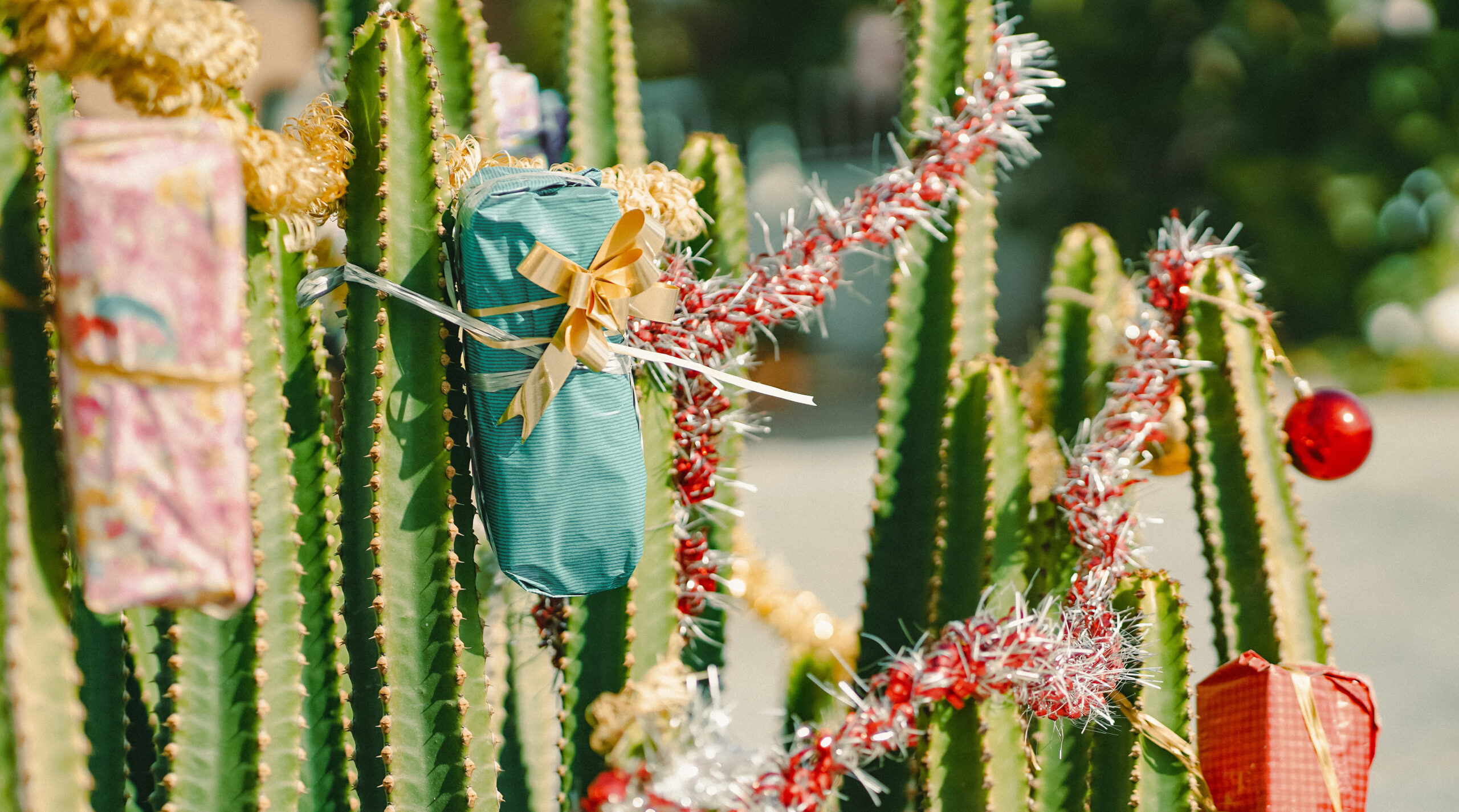 cactus with christmas decorations