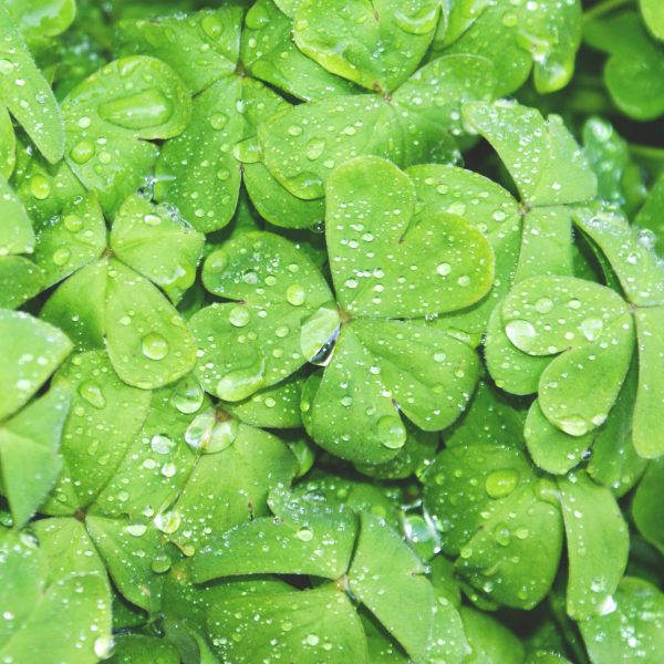 St Patrick's Day catering